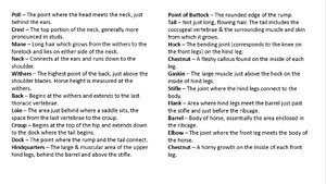 Horse Anatomy Definitions.png